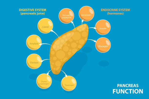 Islets Icon 90+ Islet Of Langerhans Stock Illustrations, Royalty-Free Vector ...