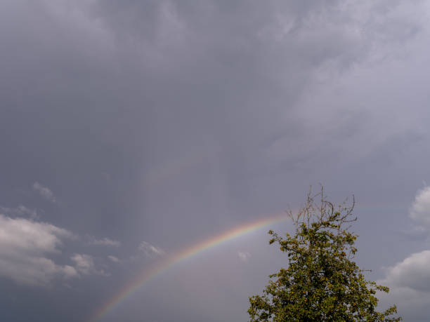Apple tree in the Mostviertel with rainbow