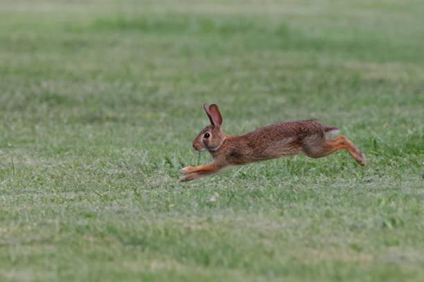 A rabbit leaping across a grassy field, captured mid-air on a sunny day