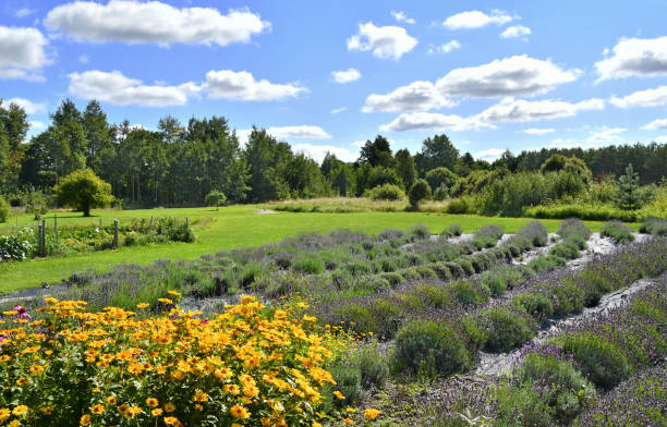 istock Organic Lavender farm in Linthuania 2167818549