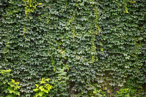 istock Green Foliage Covered Wall of Climbing Vines 2167820747