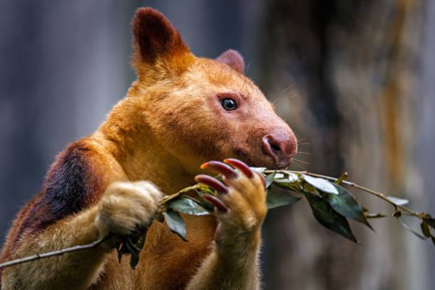 istock Goodfellow's tree-kangaroo holding a branch 2167820861