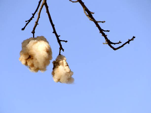 Closup of cotton in a treen sky