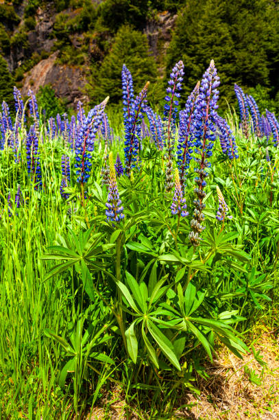 istock Blooming lupines. Simpson river National Reserve 2167821979