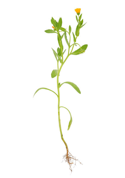 istock Field marigold plant isolated on white background, Calendula arvensis 2167822492