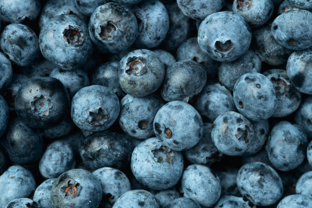 istock Blueberry photography in a bowl on rustic background 2167822703