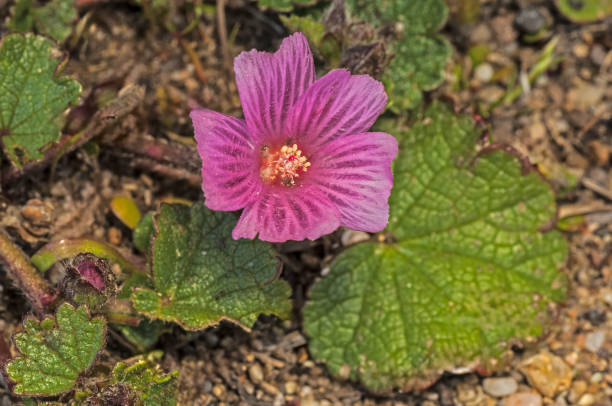 Coast Checkerbloom Mallow, Checker mallow, dwarf checkerbloom, Greek mallow, prairie mallow and dwarf checkermallow. Sidalcea malvaeflora malvaeflora, Salt Point State Park, Sonoma County, California; Northern California Coast. Malvaceae.  pink flower,  costal bluff,