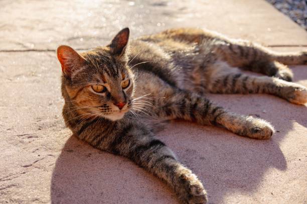 istock Tabby cat lounging on sunlit pavement 2167823056
