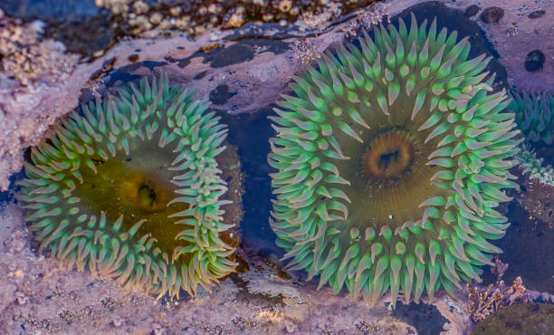 Giant Green Anemone, green surf anemone, giant green sea anemone, green anemone, giant tidepool anemone, anemone, and rough anemone, Anthopleura xanthogrammica, Salt Point State Park, Sonoma County, California; Cnidaria, Actiniaria, Actiniidae anémona verde gigante, anémona verde de surf, anémona de mar verde gigante, anémona verde, anémona gigante de marea, anémona y anémona rugosa, anthopleura xanthogrammica, parque estatal salt point, condado de sonoma, california; cnidaria, actiniari