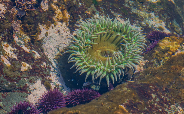Giant Green Anemone, green surf anemone, giant green sea anemone, green anemone, giant tidepool anemone, anemone, and rough anemone, Anthopleura xanthogrammica, Salt Point State Park, Sonoma County, California; Cnidaria, Actiniaria, Actiniidae anémona verde gigante, anémona verde de surf, anémona de mar verde gigante, anémona verde, anémona gigante de marea, anémona y anémona rugosa, anthopleura xanthogrammica, parque estatal salt point, condado de sonoma, california; cnidaria, actiniari