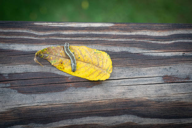 Yellow striped armyworm moth larva on a yellow leaf Lepidoptera-Noctuidae-Spodoptera ornithogallia.