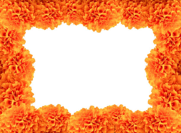 Cempasuchil flower frame with colored background and space for text. Cempasuchil flower frame, Mexican flower of the day of the dead in Mexico.
