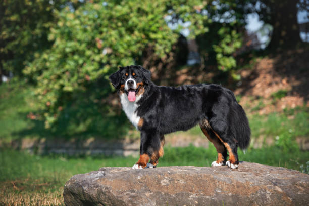 istock Bernese mountain dog posing outside. 2167826380