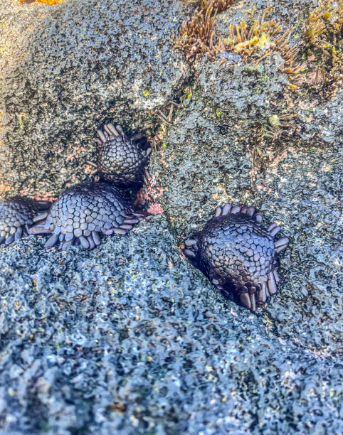 A group of purple sea urchins rest amongst the rocks in Hawaii.