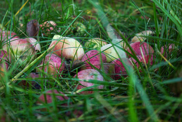 Fallen ripe red apples lying on the ground in the grass. Fresh colorful Fallen apples in the garden.
