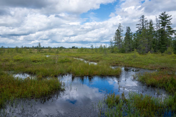 istock Saint-Narcisse peat bog natural park 2167826629