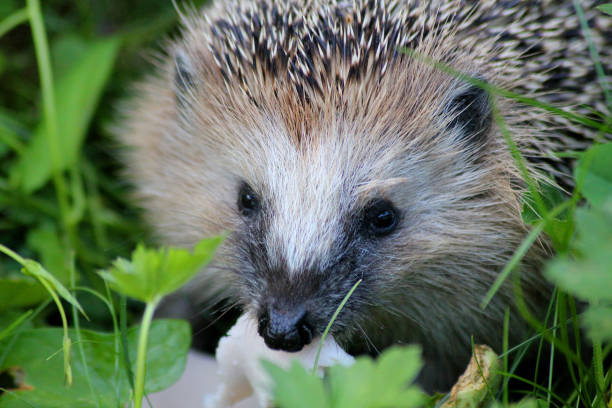 istock A hedgehog eating Saturday sausage 2167827182