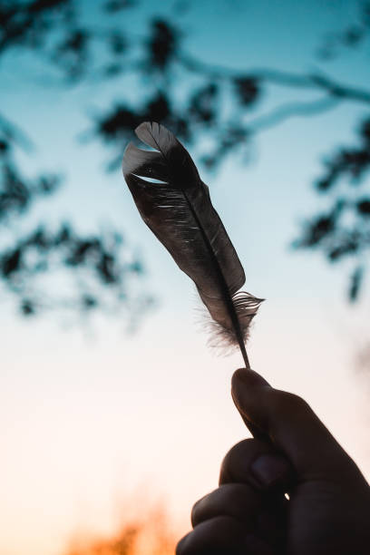istock A hand holds a bird feather found in the forest. 2167827358