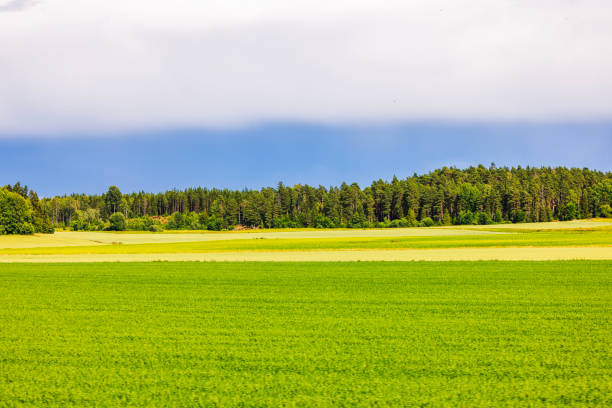 Beautiful view from a moving car of wheat fields with forest in background.