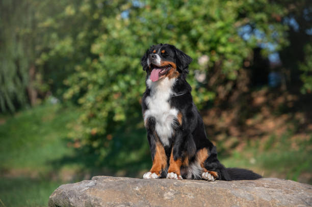 istock Bernese mountain dog posing outside. Green bernese portrait. 2167828330