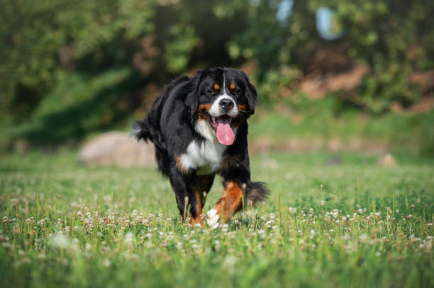 istock happy bernese mountain dog running on grass 2167828338