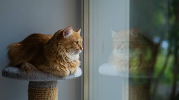 istock Red cat lies on a scratching post by the window. 2167829821