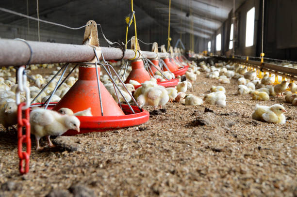 Poultry farming in a indoor broiler