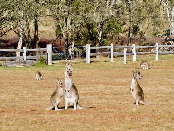 Horizontal landscape photo of three kangaroos standing looking at the camera with distant kangaroos eating the dry Winter grass in a farm paddock, New England high country, NSW.