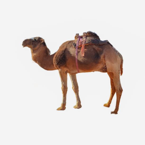 istock the animal world 2167830975