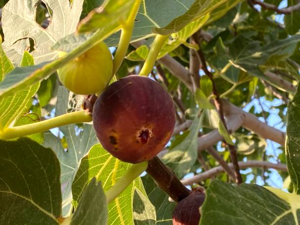 istock Appearance of red figs and fig jam. 2167831997