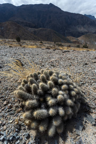 A cluster of round cacti stands resilient in Peruvian arid desert landscape. Rocky soil, spiky cacti, and towering mountains under a clear sky create a striking scene.