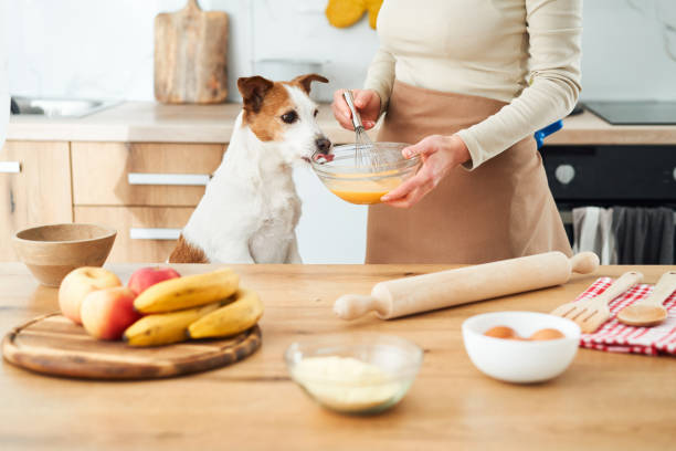 istock Jack Russell Terrier involved in baking 2167838421