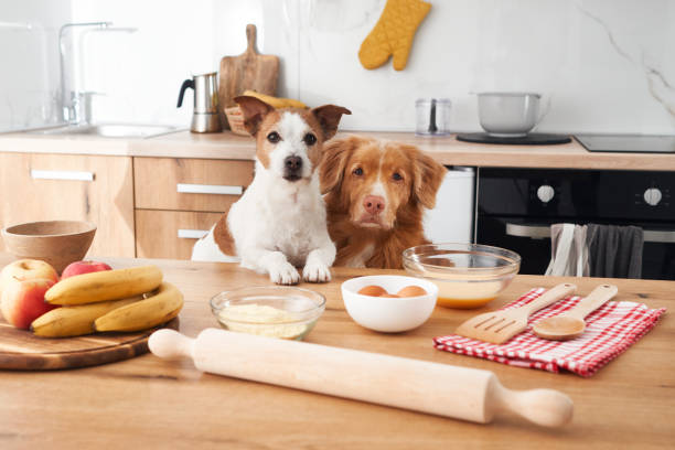 istock Two dogs at the kitchen counter 2167838422