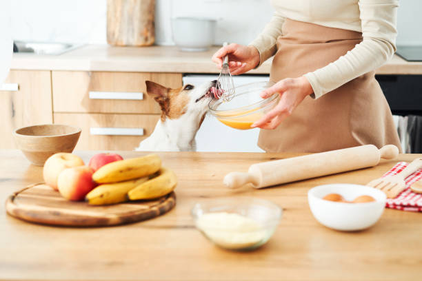 istock Jack Russell Terrier in the kitchen 2167838425