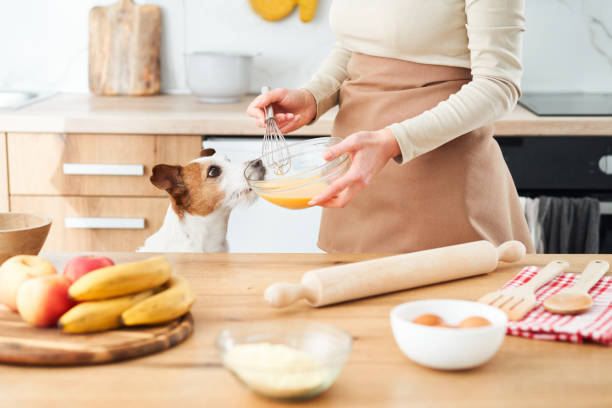 istock Jack Russell Terrier watching cooking 2167838485