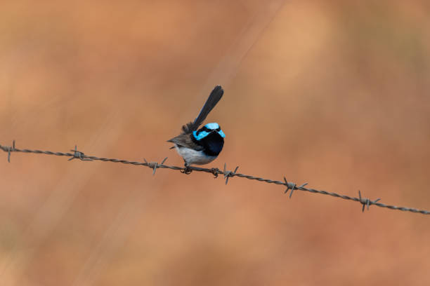 istock Male Superb Fairy Wren 2167839327