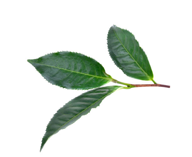 istock tea  leaves  on  the  white  ground 2167842885