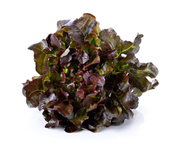 istock purple  lettuce  on white  ground 2167842907
