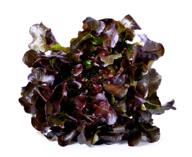 istock purple  lettuce  on white  ground 2167842956