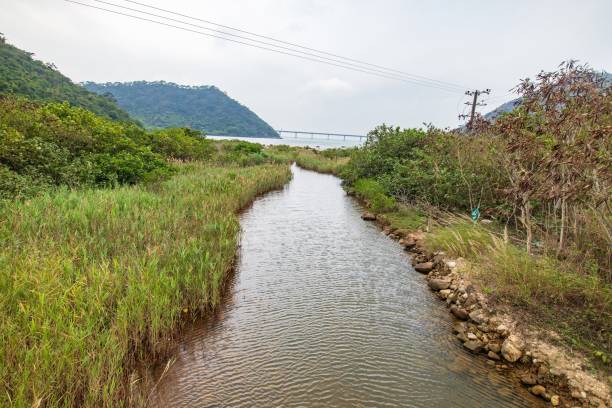 istock Serene River Flowing Through a Coastal Mangrove Forest 2167845185