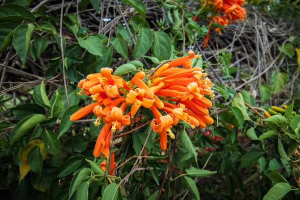 istock Vibrant Trumpet Vine in Full Bloom, Cascading Over Rustic Fence 2167845190