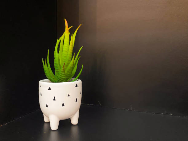 istock Green succulent plant in a white ceramic pot with black triangle design 2167845485