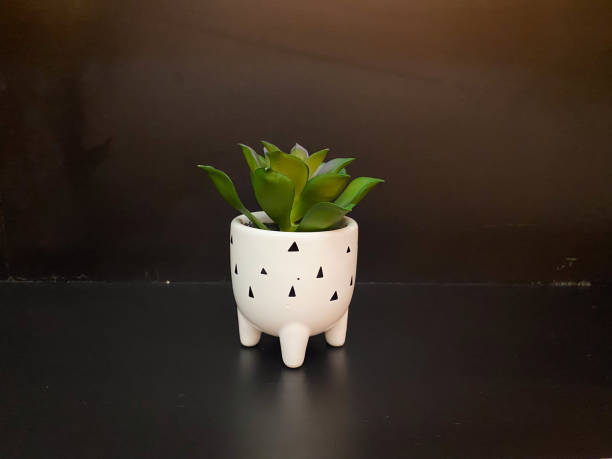 istock Green Succulent Plant in a White Ceramic Pot with Black Triangle Pattern 2167845486
