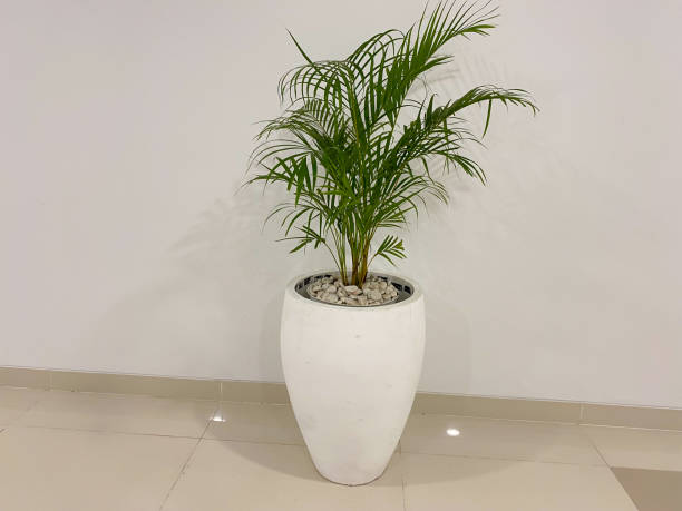 istock A potted palm tree with white pebbles against a white wall 2167846566