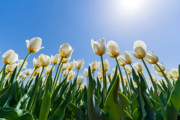 istock Beautiful tulips are in full bloom 2167846750