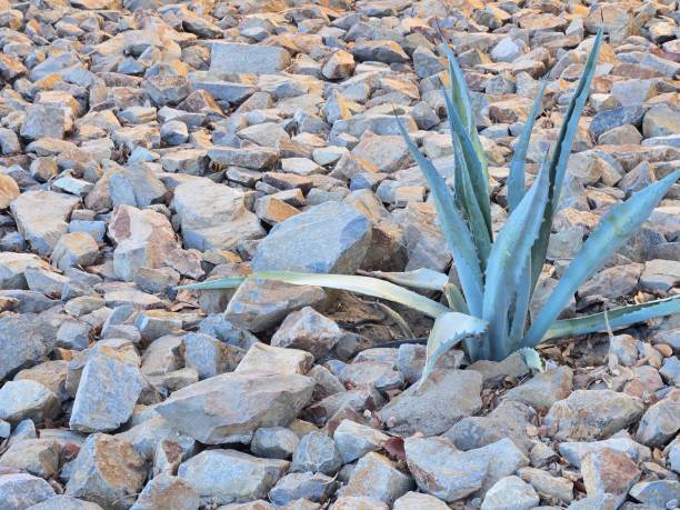 Blue Agave along with smooth boulders and small brown gravel in desert style xeriscaping