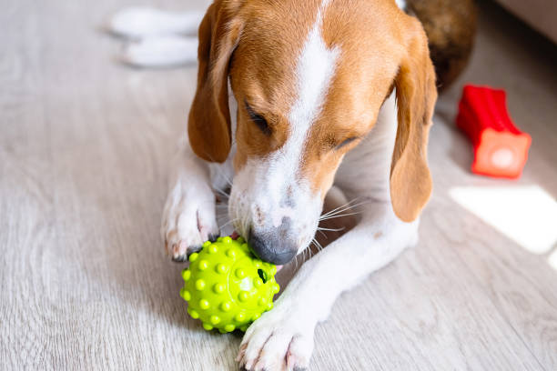 istock Young beagle dog playing with green ball at home. 2167849068