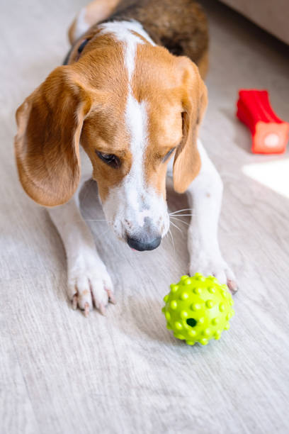 istock Young beagle dog playing with green ball at home. 2167849081