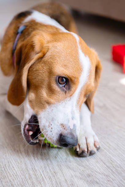 unrecognizable pet owner playing together with her beagle dog puppy chewing a rubber red ball pet toy at summer in front of an inflatable wading swimming pool.bonding,friendship with domestic animal.
