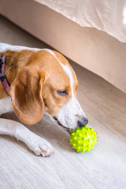 istock Young beagle dog playing with green ball at home. 2167849089